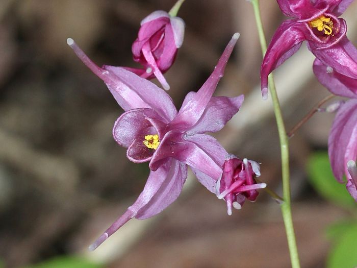 Horny Goat Weed Extract - Image 2